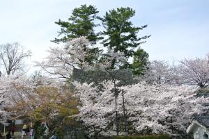 御城番屋敷から見る石垣と桜