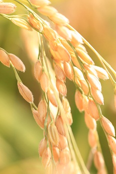 稲の画像2