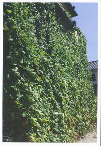 No.6　海住幸松様（嬉野中川町）緑のカーテンのお陰で涼しく過ごせましたの画像2