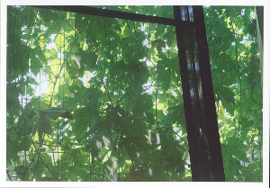No.6　海住幸松様（嬉野中川町）緑のカーテンのお陰で涼しく過ごせましたの画像3