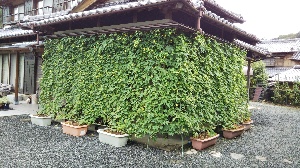 No.9　小阪章二様（矢津町）室内から眺める美しい緑とゴーヤの収穫の画像1