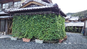 No.9　小阪章二様（矢津町）室内から眺める美しい緑とゴーヤの収穫の画像2