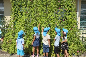 No.12　西黒部幼稚園　ミニひまわりと緑のカーテンのコラボですの画像2