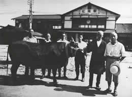 1954年（昭和29年）、松阪駅から牛を出荷するときの写真。