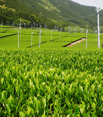 松阪茶