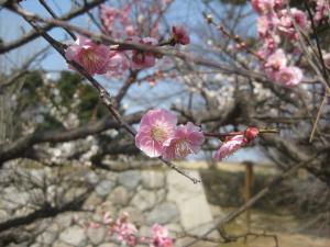 松坂城跡の梅と石垣の写真
