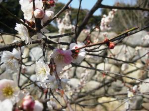 白とピンクの花びらがある梅