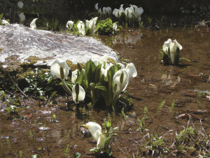 水中に咲く美しい水芭蕉