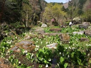 あたり一帯に咲く水芭蕉