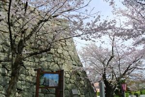 松坂城跡の石垣と満開の桜