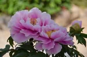 ピンク色の大輪の牡丹の花