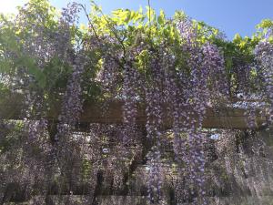 松坂城跡に咲く満開の藤棚