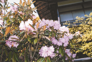 お寺の境内に咲くシャクナゲ