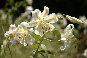 白く美しい松阪市の花、やまゆり