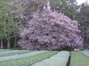 茶畑の緑と山茶花の美しいコントラスト