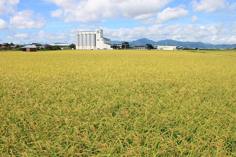 平坦地の水田風景の画像