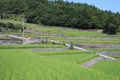 中山間地の棚田風景の画像