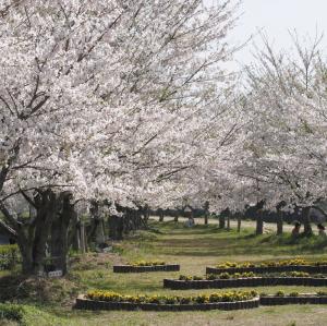 中村川桜づつみ公園