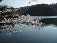 なめり湖桜