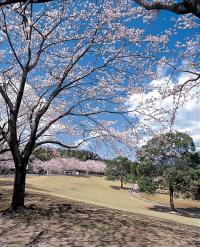 桜（中部台公園）