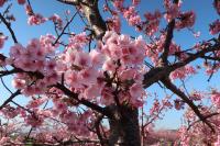 河津桜