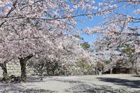 桜（松坂城跡）