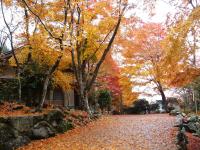 紅葉（泰運寺）