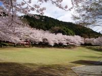 桜(森林公園)