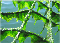 海藻1