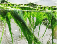 海藻2