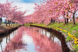 笠松河津桜（ふがまるちゃん撮影）