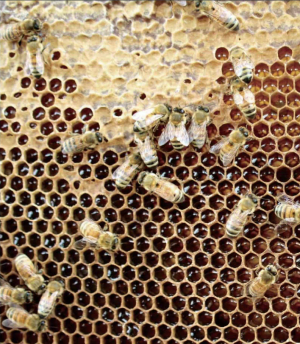養蜂（ミツバチ）