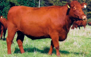 濃褐色が特徴の和牛