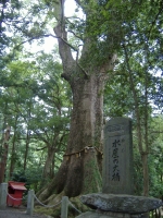 水屋の大クス