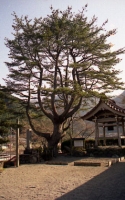 東漸寺のゴヨウマ