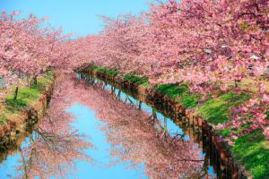 笠松河津桜ロードの写真