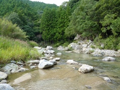 中村川ネコギギ生息地2