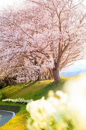 中村川桜づつみ公園の写真(撮影：ふがまるちゃん)