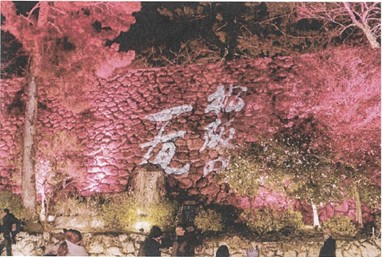 松坂城跡桜ライトアップ