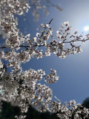 さくらのようす