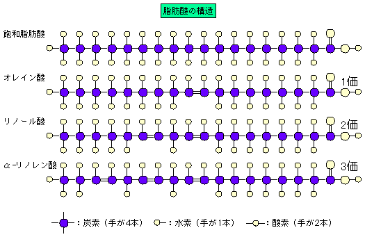 飽和脂肪酸と不飽和脂肪酸の原子構造図