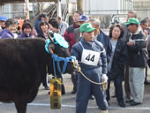 第53回優秀賞一席よしとよ号の写真