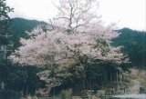 春谷寺のエドヒガン桜（飯南町向粥見）