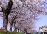 中村川桜づつみ河川緑地（嬉野中川町）