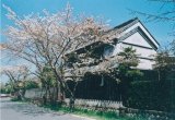 道沿いの桜と倉の風景・松阪工業高校付近（殿町）