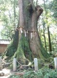 水屋神社の大樟（飯高町赤桶）