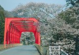 粥見の桜橋（飯南町粥見）