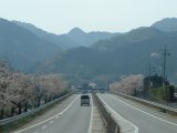 アクセス道路桜並木（岩内町等）