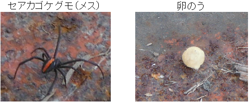 セアカゴケグモ（メス）と卵のうの写真