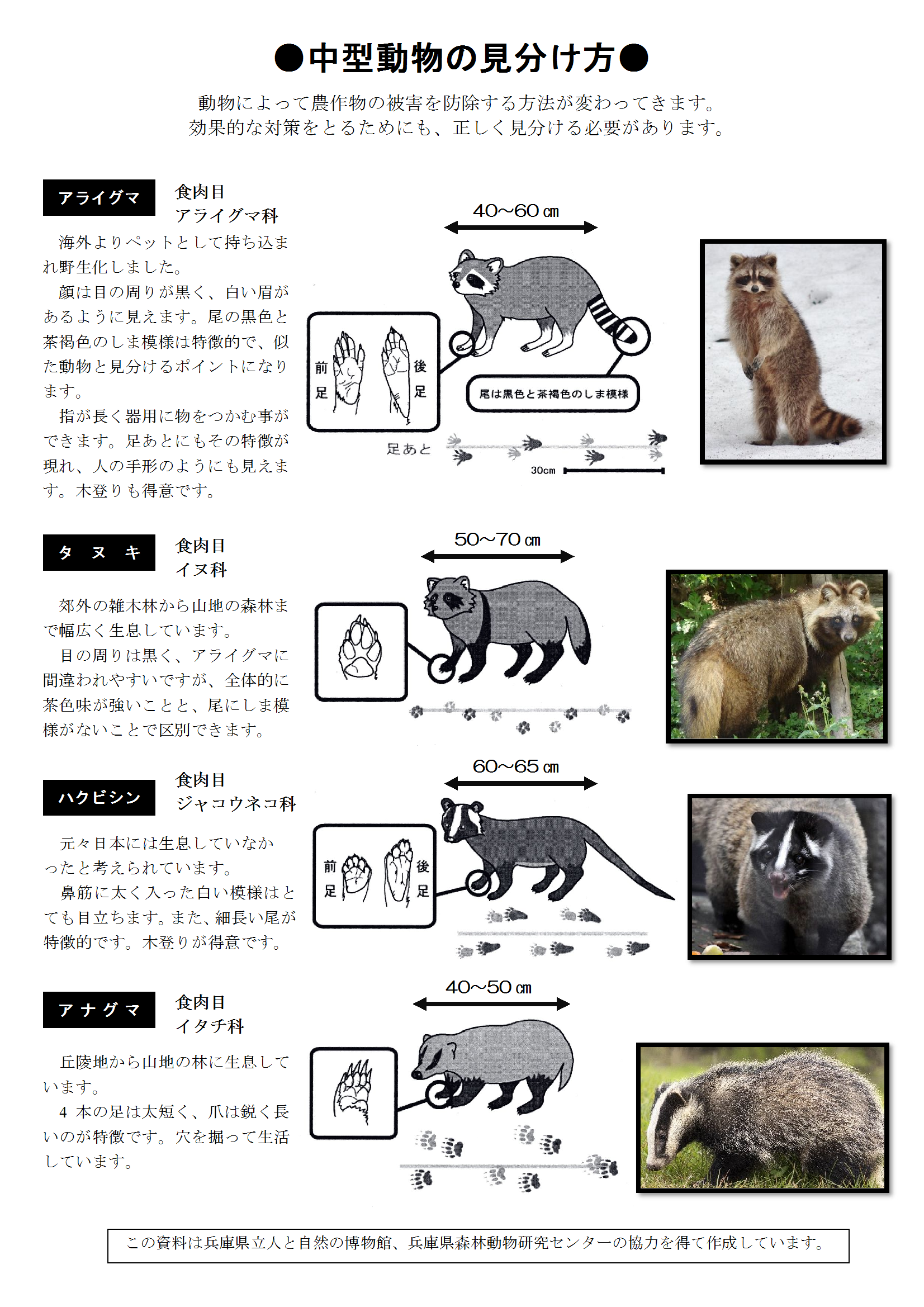 中型動物の見分け方